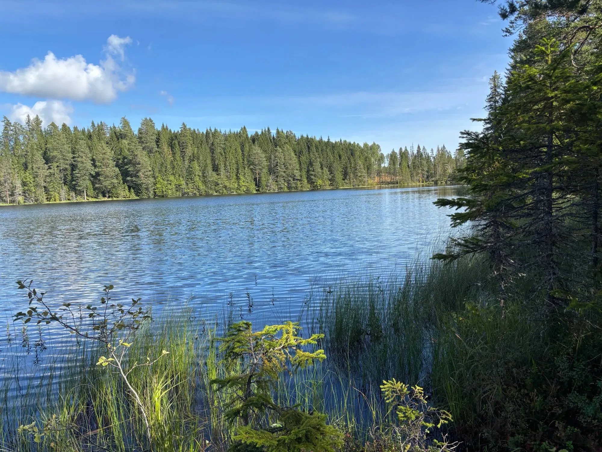 Svarttjärn